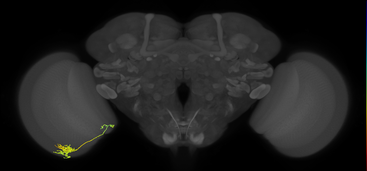 Tm26_L (MaleCNS:532478)