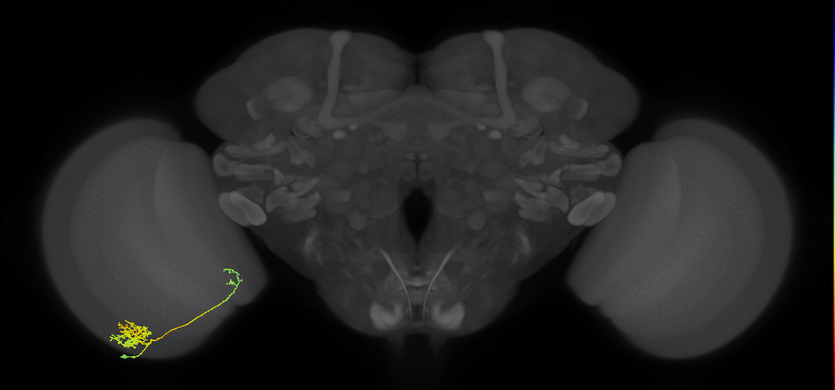 Tm26_L (MaleCNS:63793)