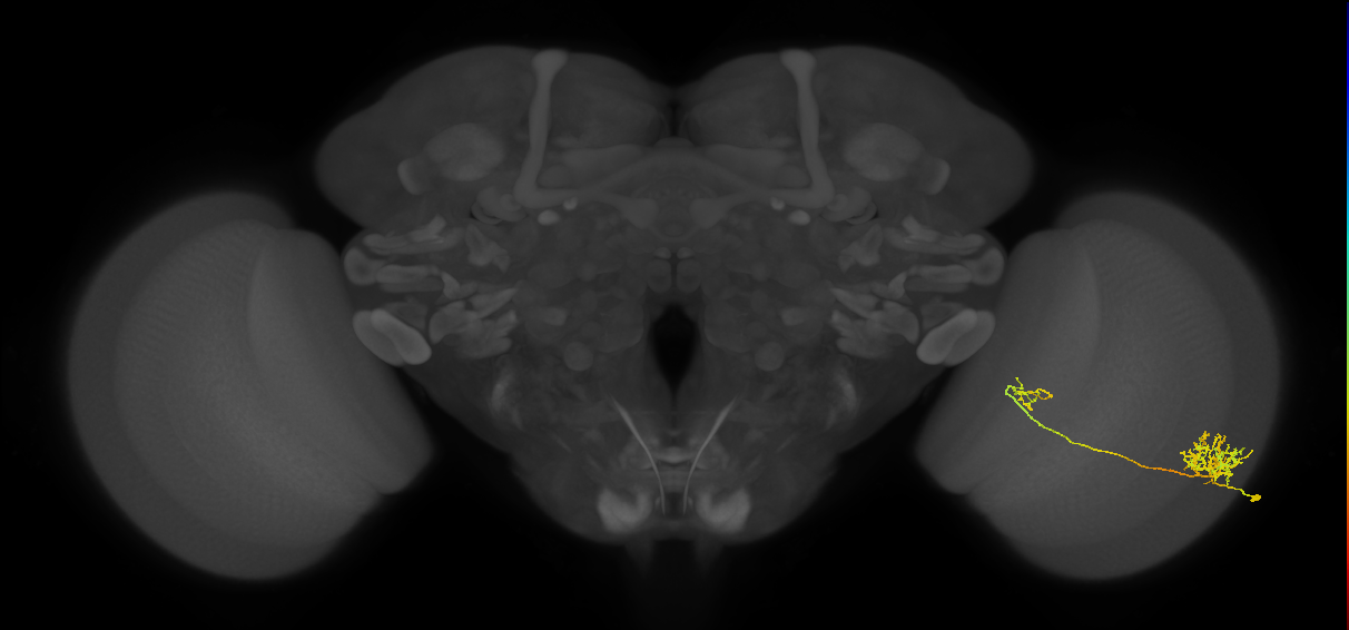 Tm26_R (MaleCNS:43000)