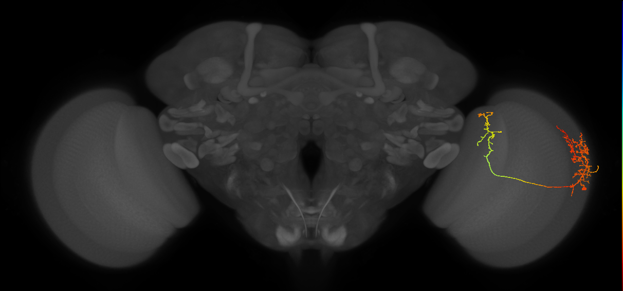 Tm26_R (MaleCNS:35080)