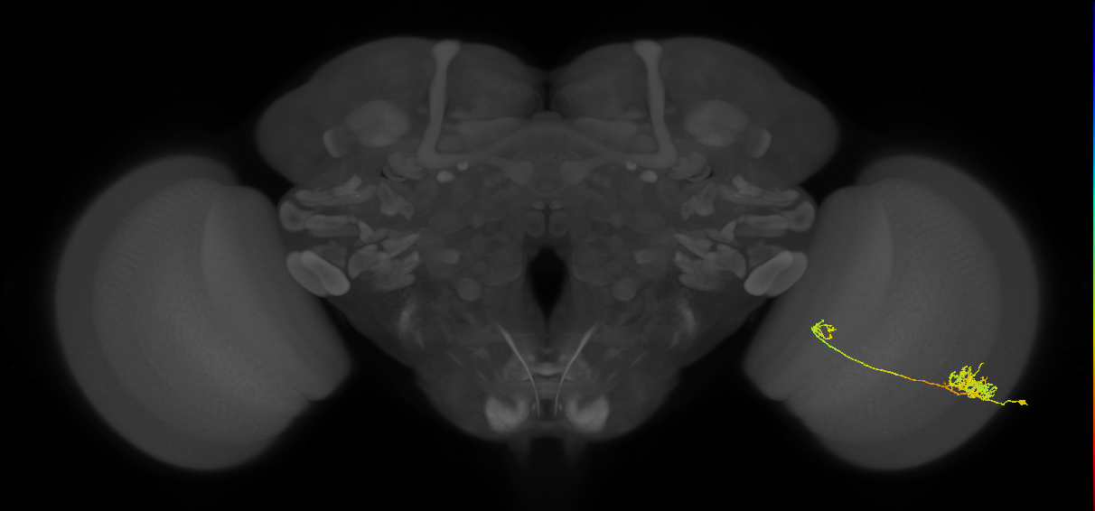 Tm26_R (MaleCNS:47705)