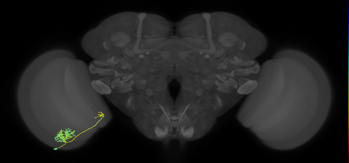 Tm26_L (MaleCNS:531696)