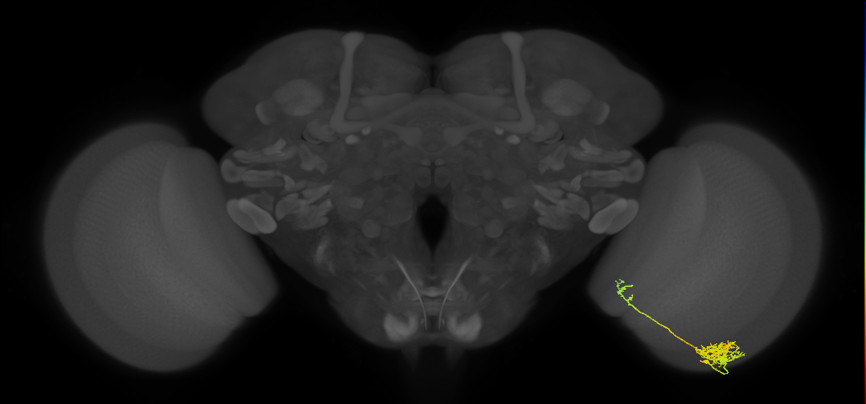 Tm26_R (MaleCNS:57163)