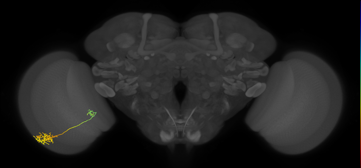 Tm26_L (MaleCNS:518922)