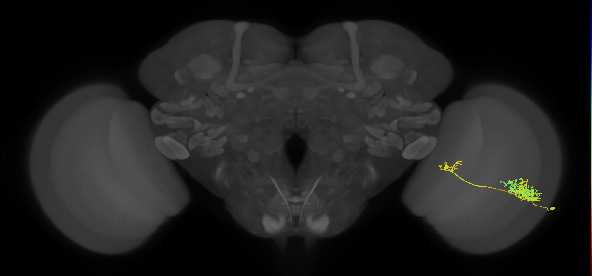 Tm26_R (MaleCNS:33572)