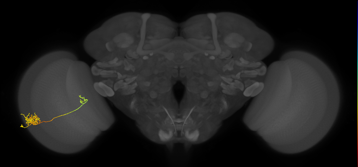 Tm26_L (MaleCNS:33464)