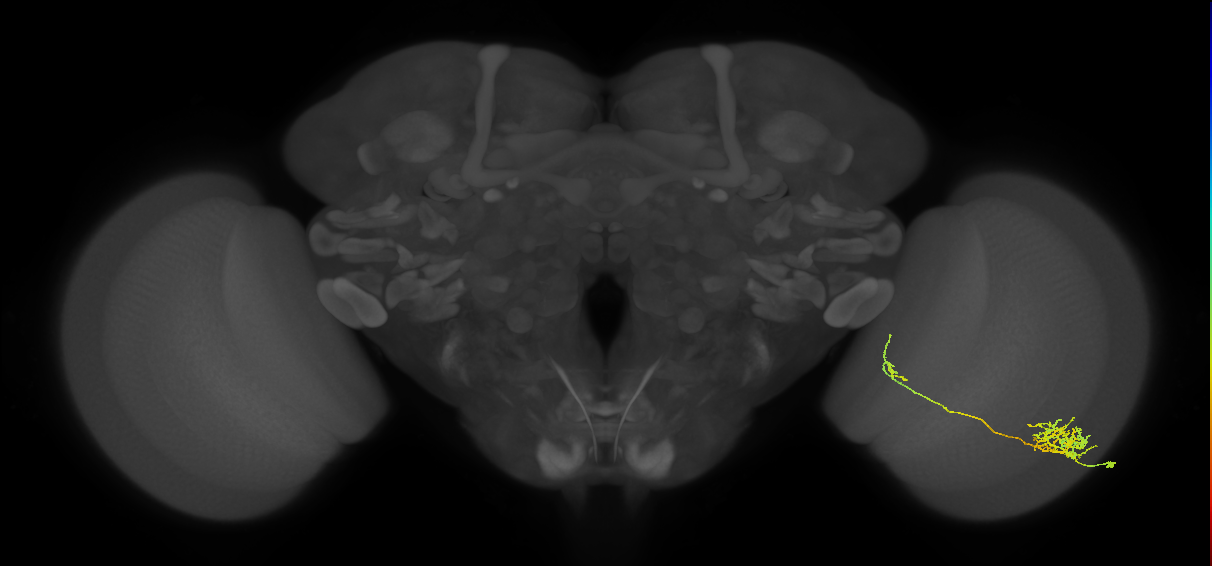 Tm26_R (MaleCNS:47783)