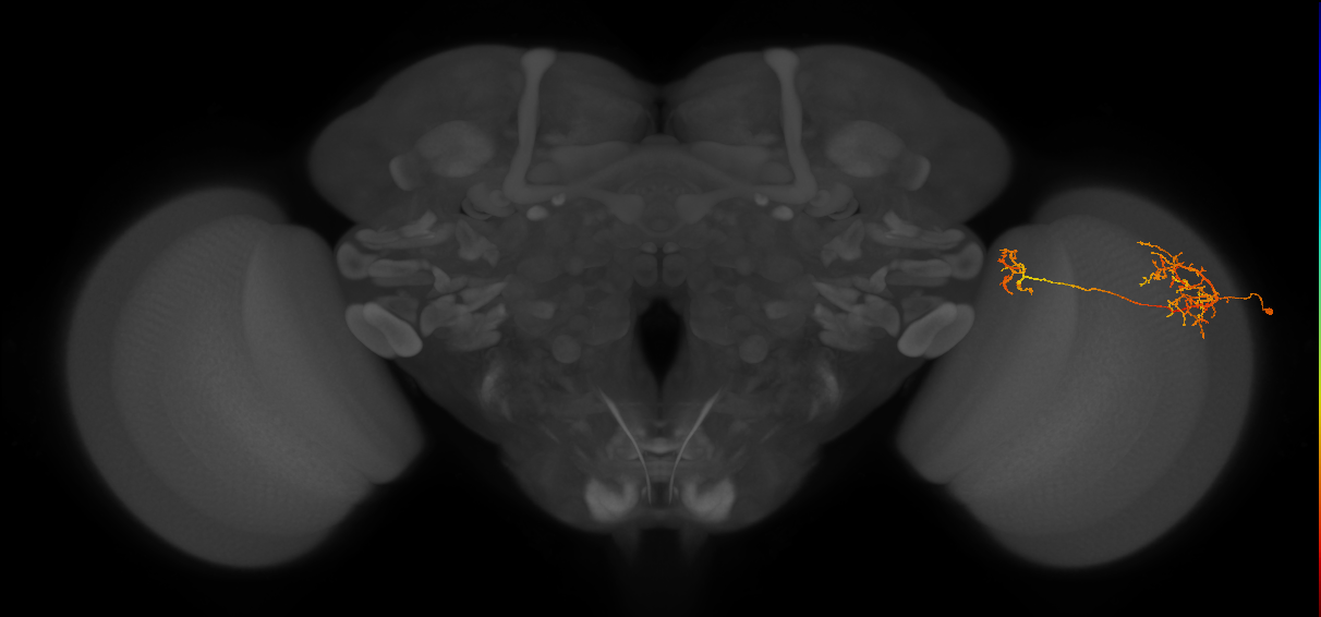 Tm26_R (MaleCNS:33982)