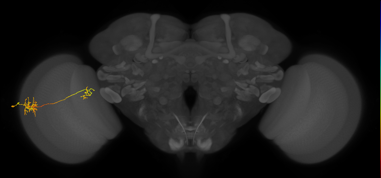 Tm26_L (MaleCNS:39346)