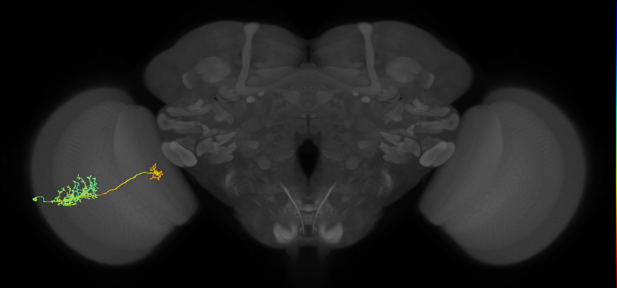 Tm26_L (MaleCNS:26374)