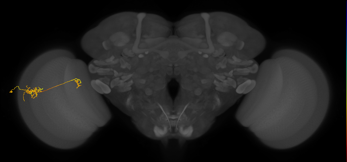Tm26_L (MaleCNS:58972)