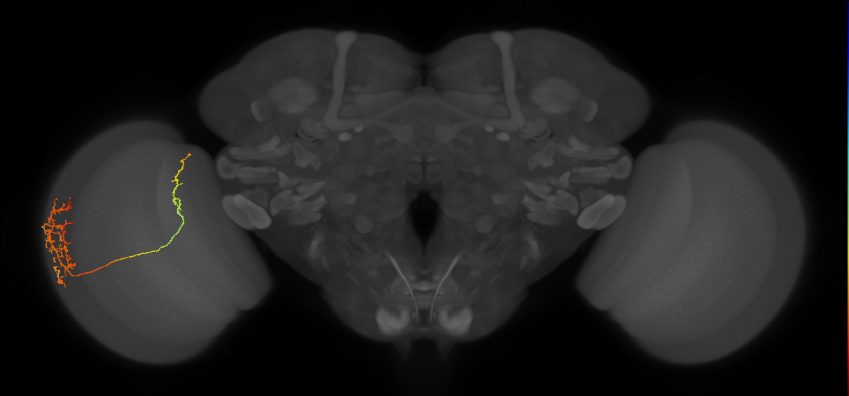 Tm26_L (MaleCNS:517285)