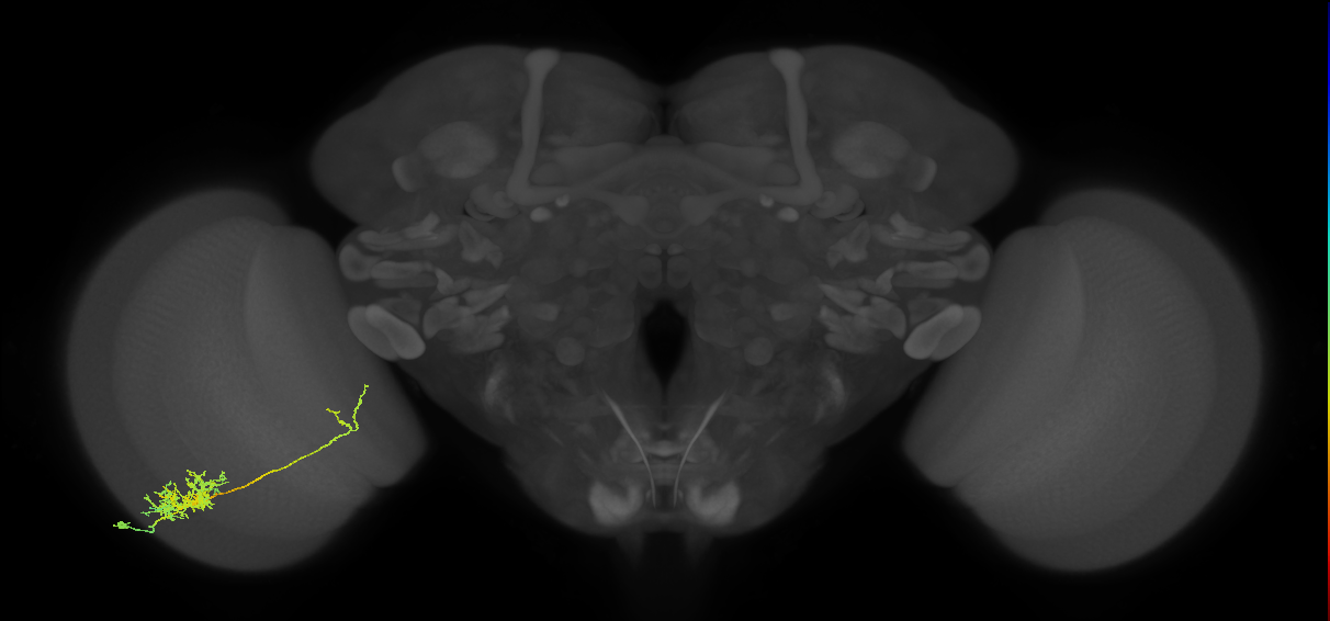 Tm26_L (MaleCNS:34689)