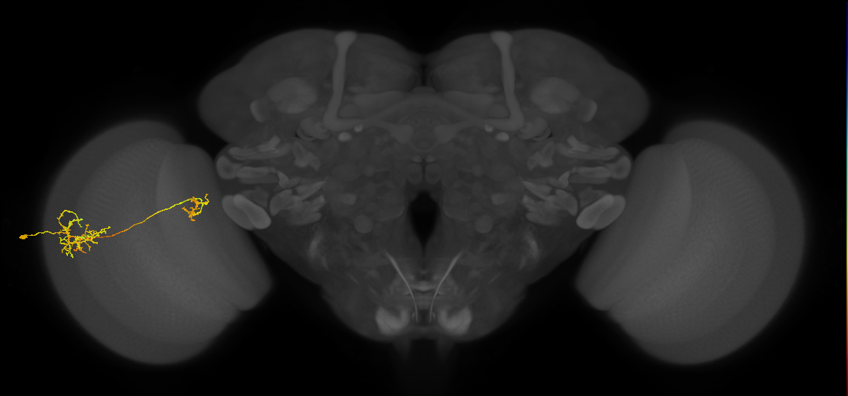 Tm26_L (MaleCNS:37236)