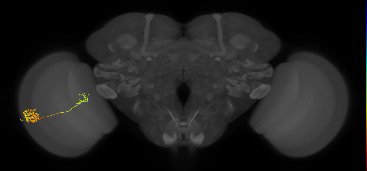 Tm26_L (MaleCNS:533463)