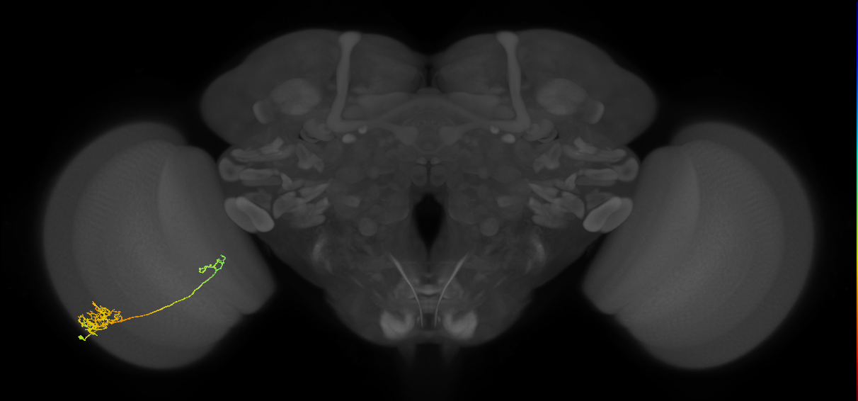 Tm26_L (MaleCNS:40091)