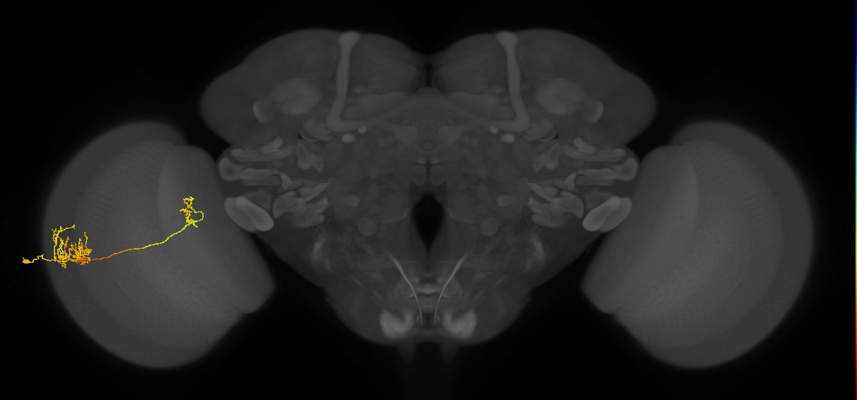 Tm26_L (MaleCNS:40965)