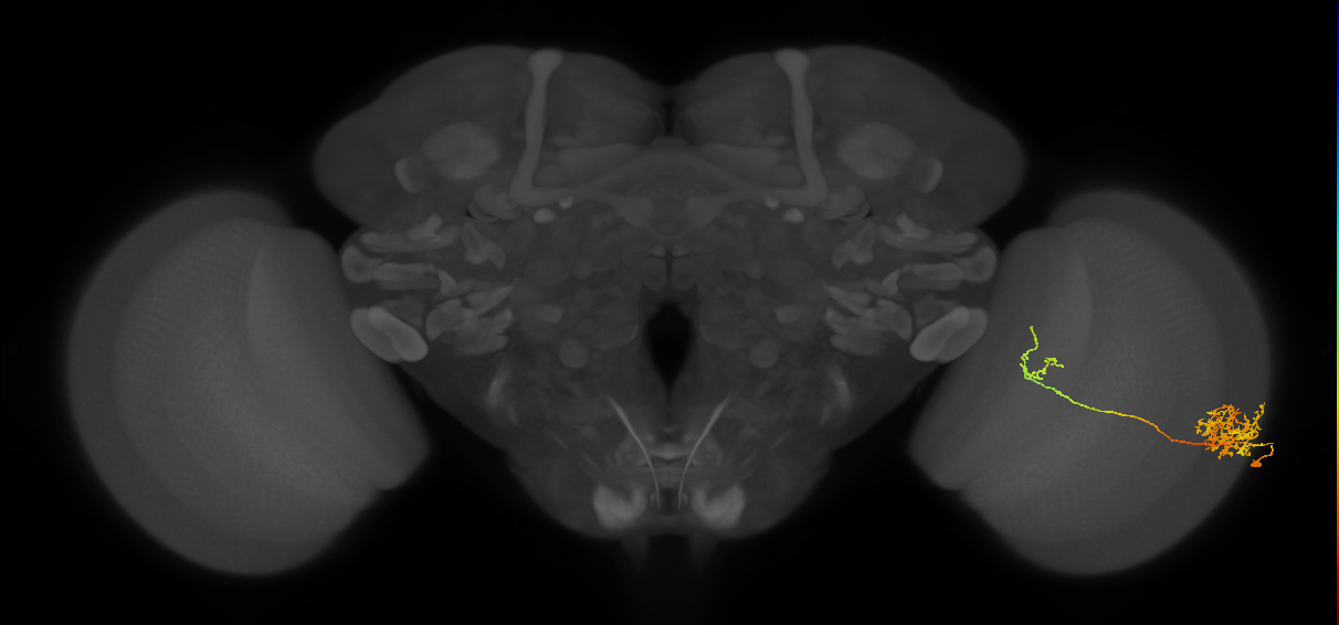 Tm26_R (MaleCNS:42634)