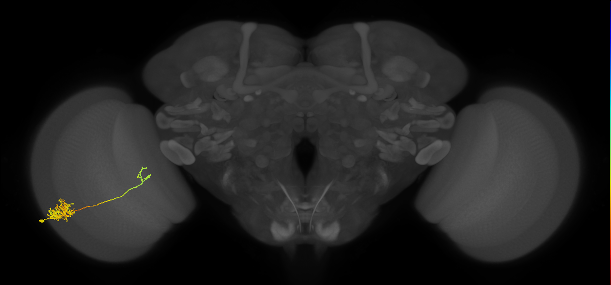 Tm26_L (MaleCNS:163973)
