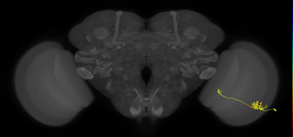 Tm26_R (MaleCNS:60629)