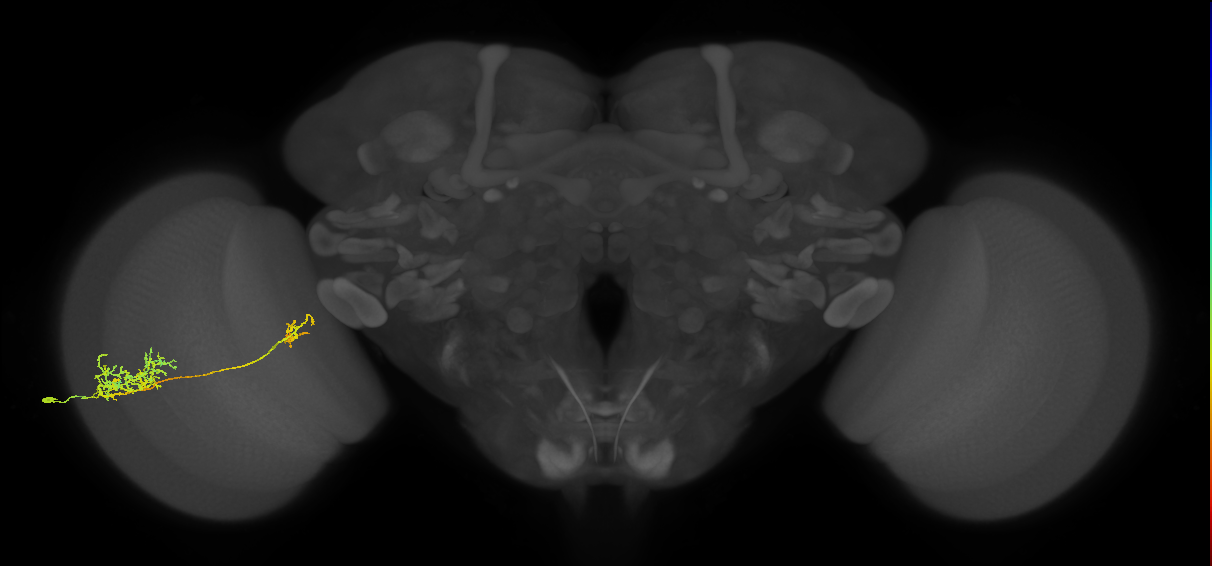 Tm26_L (MaleCNS:525330)