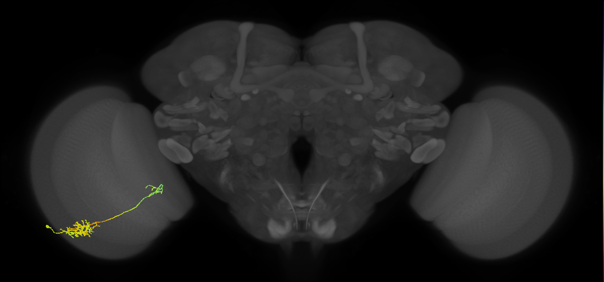 Tm26_L (MaleCNS:539335)