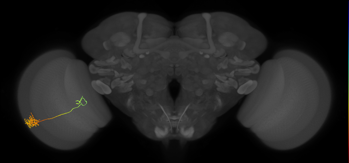 Tm26_L (MaleCNS:517221)