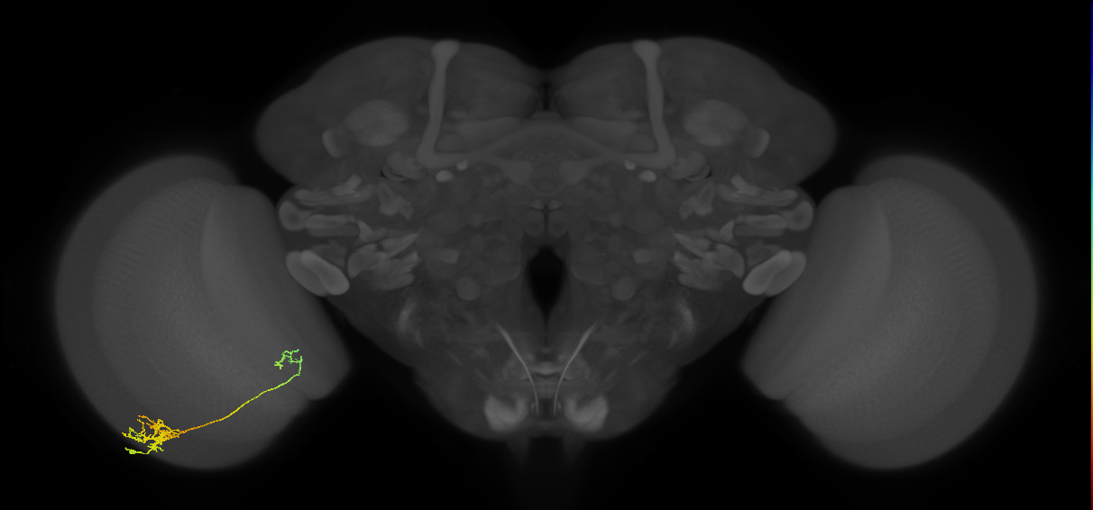 Tm26_L (MaleCNS:65813)