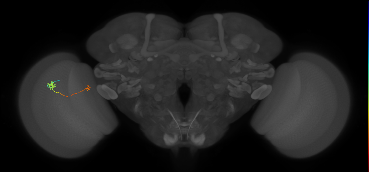 Tm29_L (MaleCNS:514300)