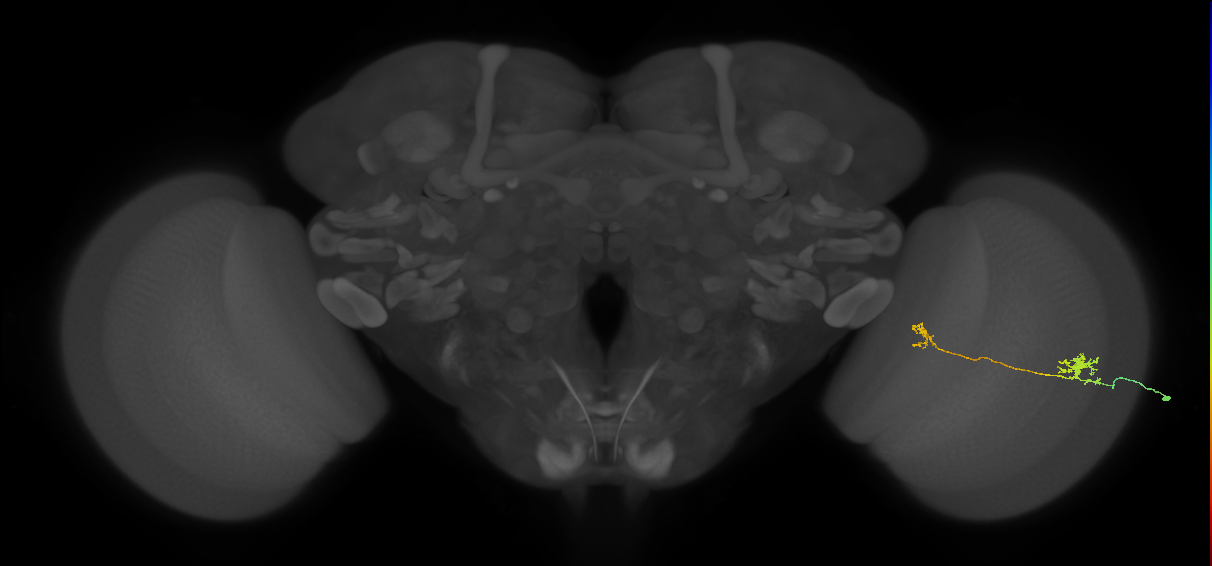 Tm29_R (MaleCNS:541783)