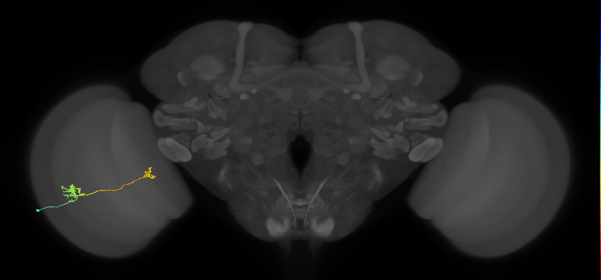 Tm29_L (MaleCNS:86780)