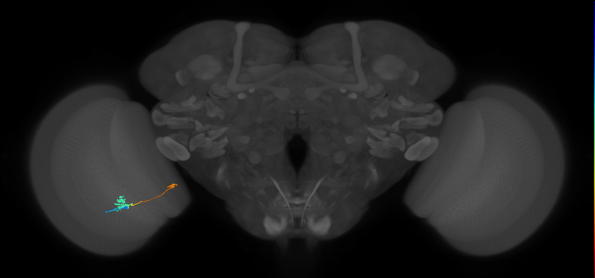 Tm29_L (MaleCNS:534545)