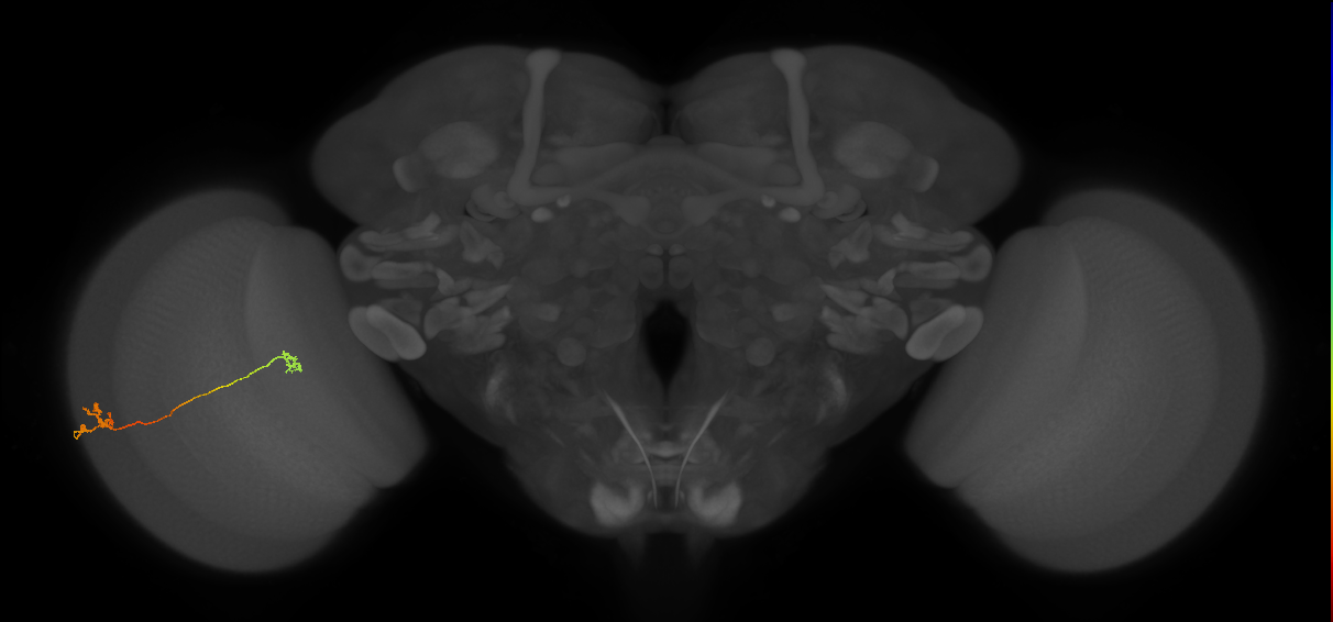 Tm29_L (MaleCNS:515658)