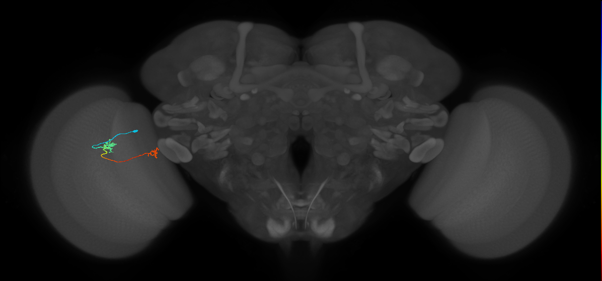 Tm29_L (MaleCNS:158806)