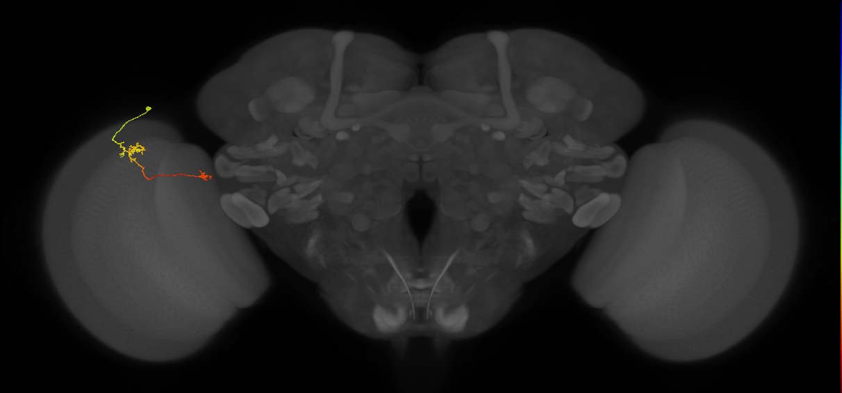 Tm29_L (MaleCNS:138219)