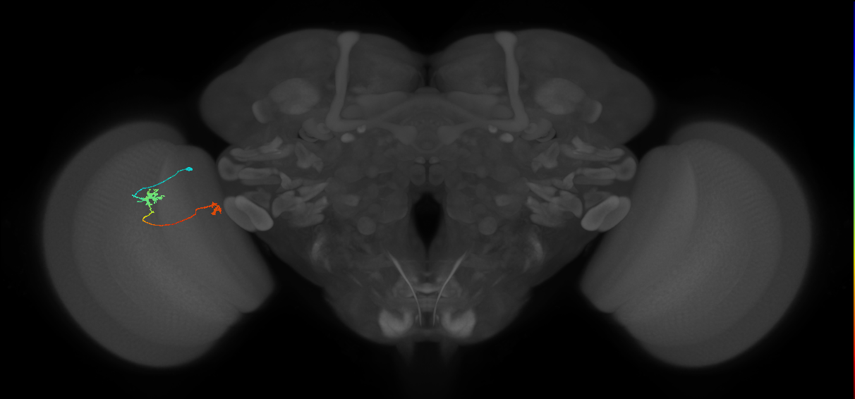 Tm29_L (MaleCNS:165243)