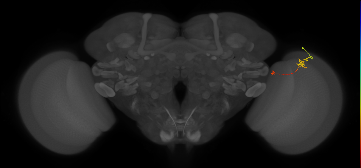Tm29_R (MaleCNS:139717)