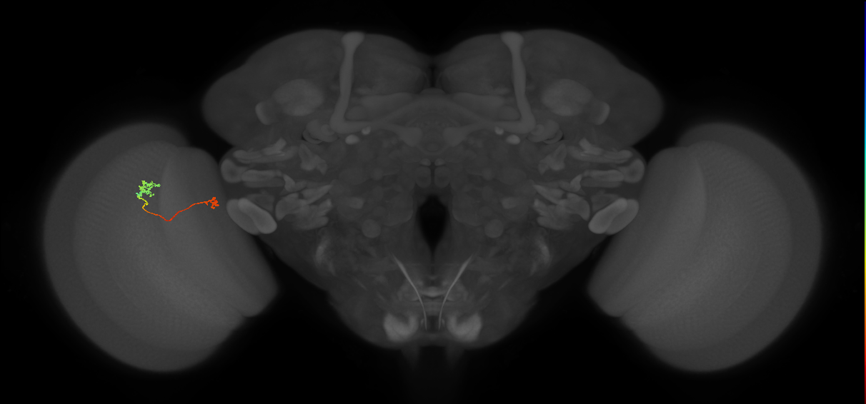 Tm29_L (MaleCNS:174871)