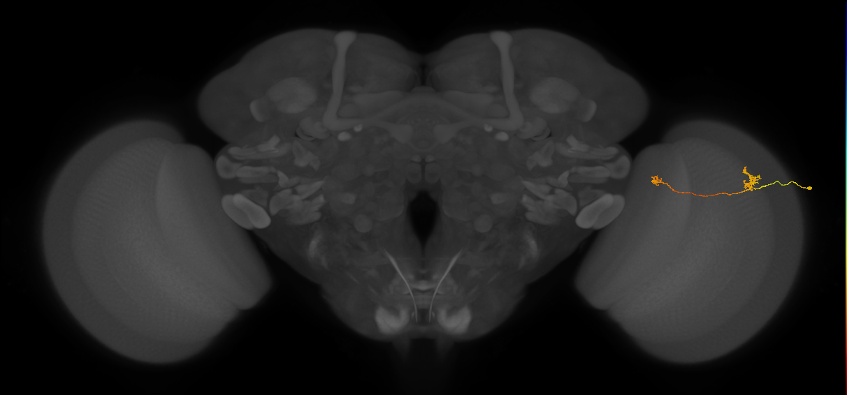 Tm29_R (MaleCNS:167629)