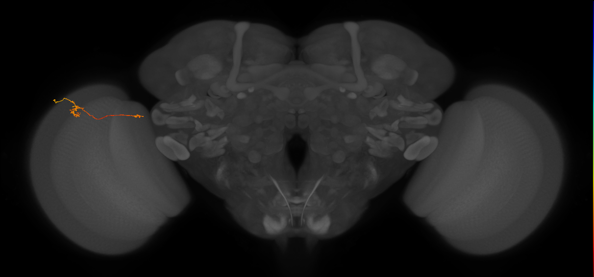 Tm29_L (MaleCNS:203391)