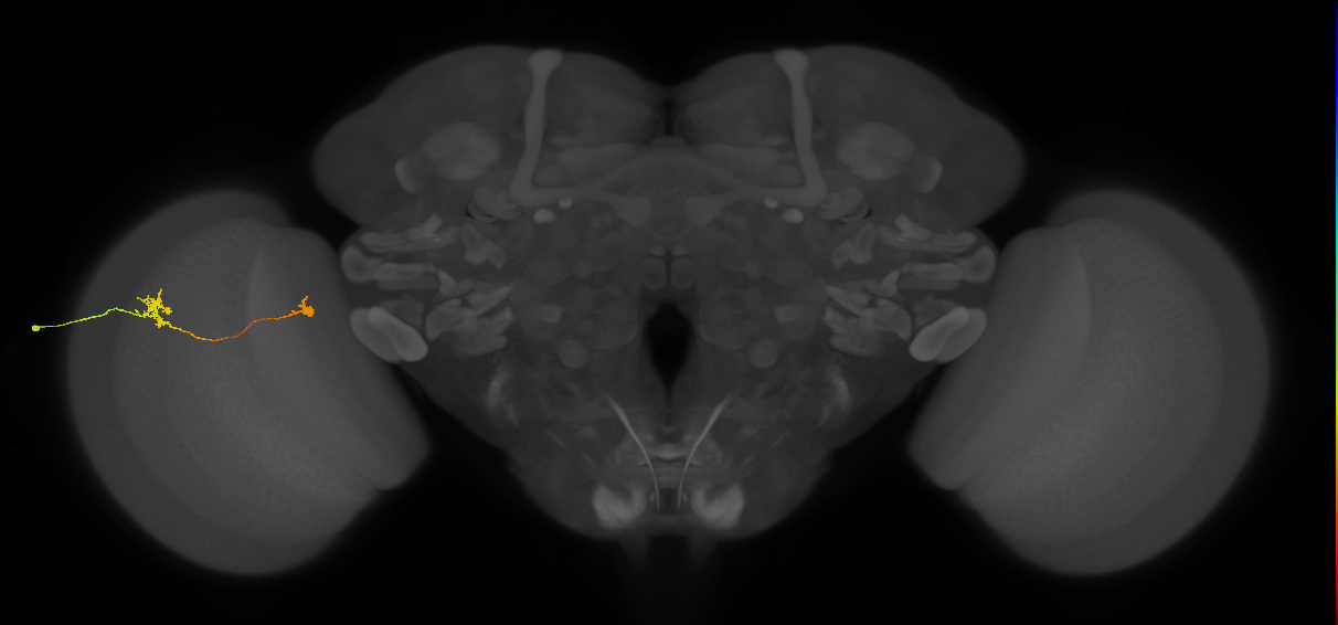 Tm29_L (MaleCNS:163447)
