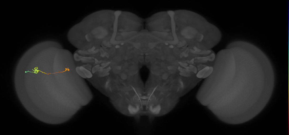 Tm29_L (MaleCNS:525027)