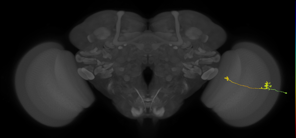 Tm29_R (MaleCNS:153667)