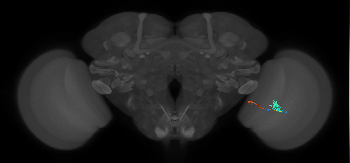 Tm29_R (MaleCNS:108954)