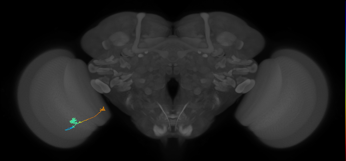 Tm29_L (MaleCNS:532842)