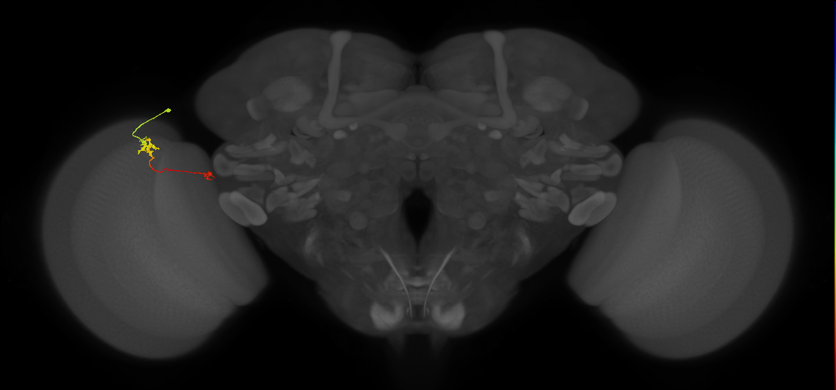 Tm29_L (MaleCNS:142103)