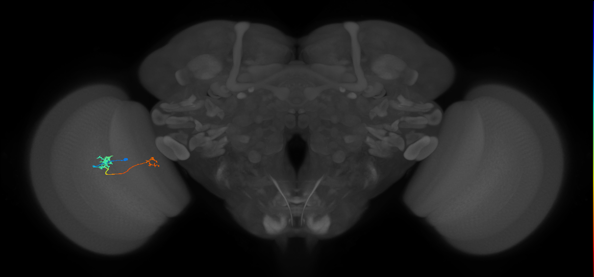 Tm29_L (MaleCNS:158664)
