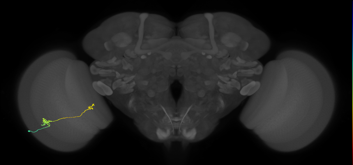 Tm29_L (MaleCNS:145249)