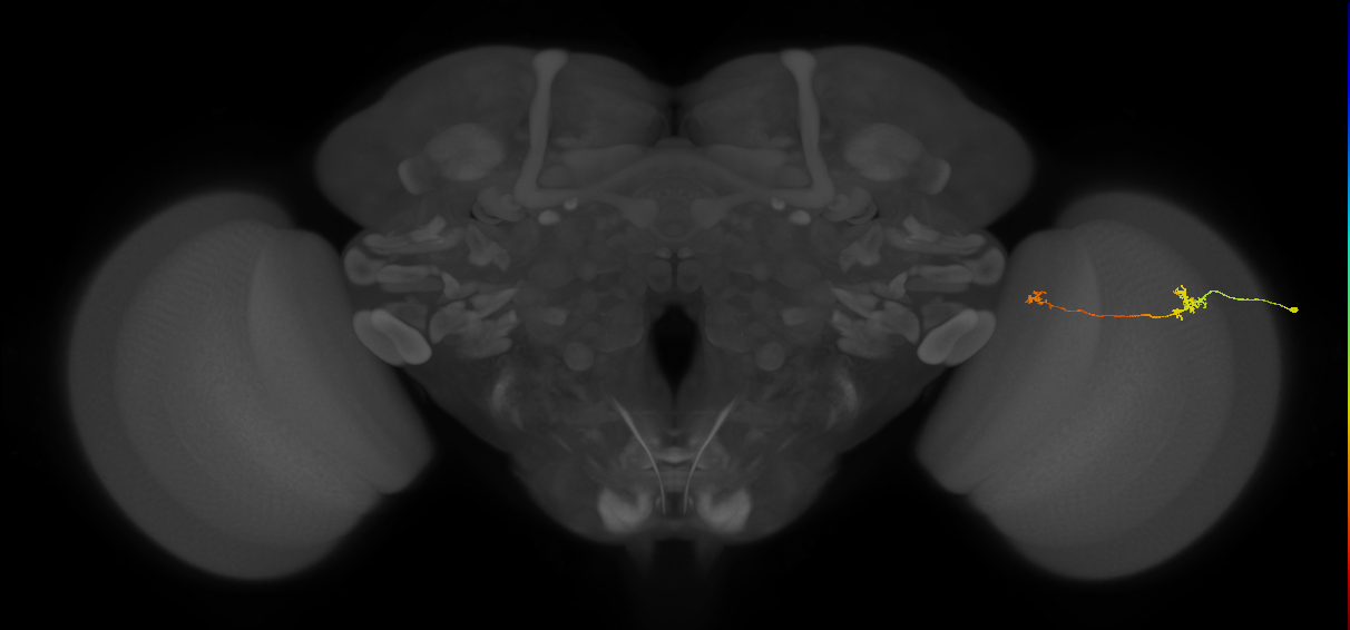 Tm29_R (MaleCNS:179974)