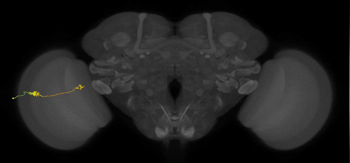 Tm29_L (MaleCNS:53867)